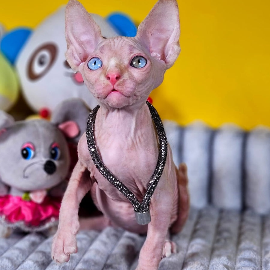 Pharaoh Canadian Sphynx male, red tabby