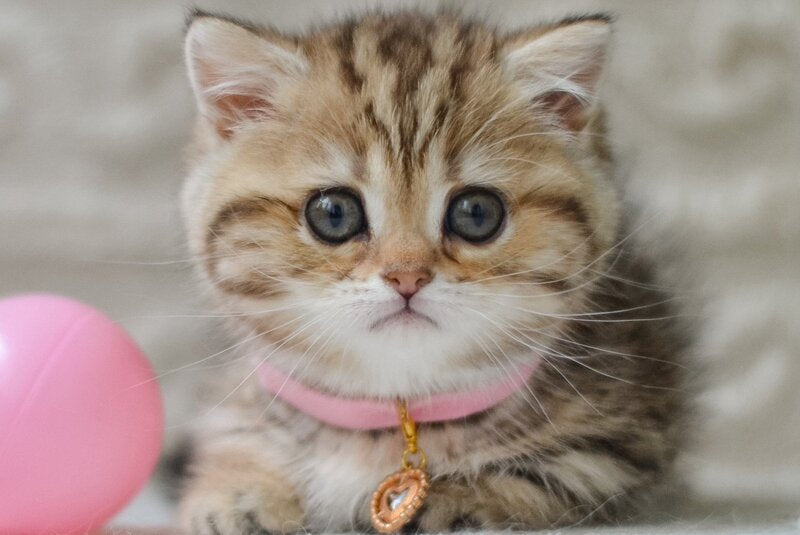 Eliana Munchkin female, black golden tabby