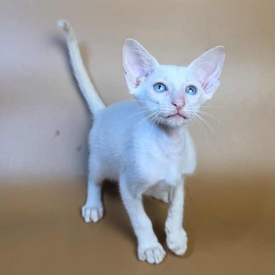 Draco Siamese male, red
