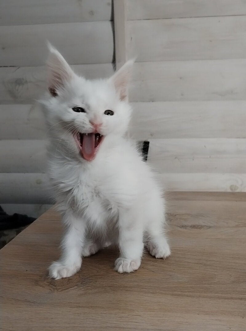 Joseph Maine Coon male white - live animals