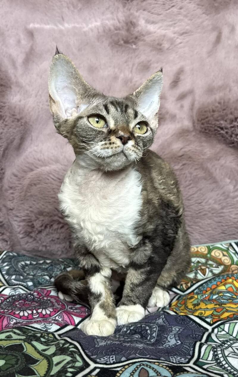 Umi Devon Rex female, black tabby bicolour