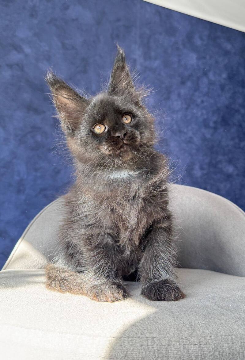 Azari Maine Coon female black silver with white - live animals