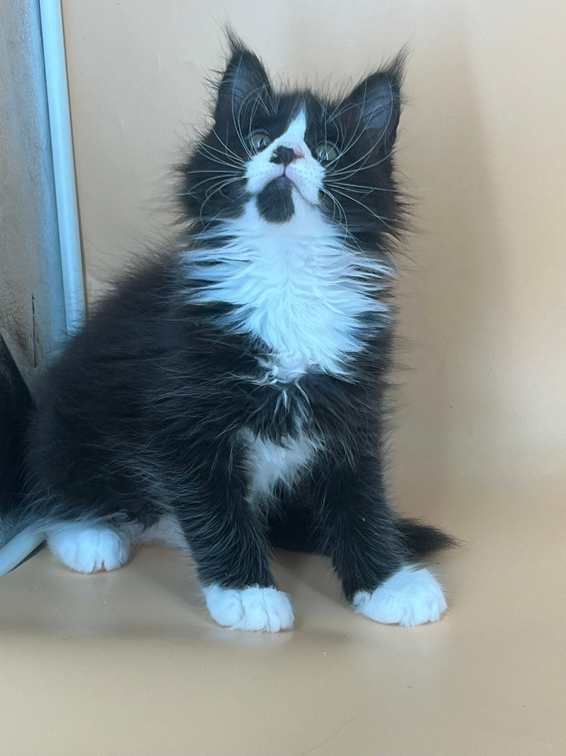 Bred Maine Coon male, black bicolour