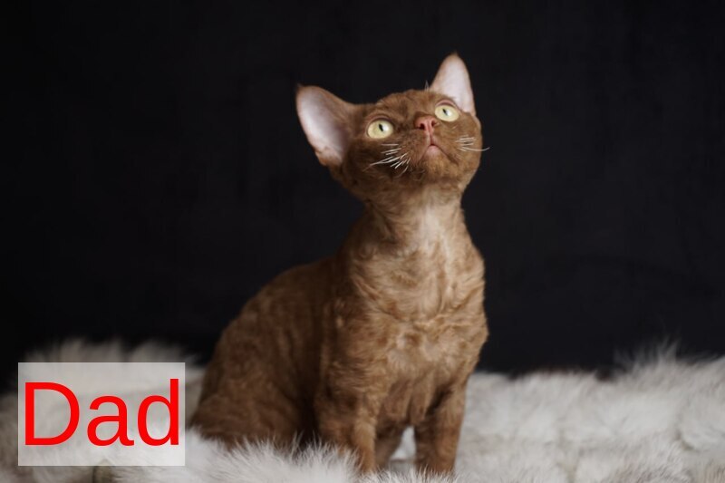 Iriska Devon Rex female chocolate live animals