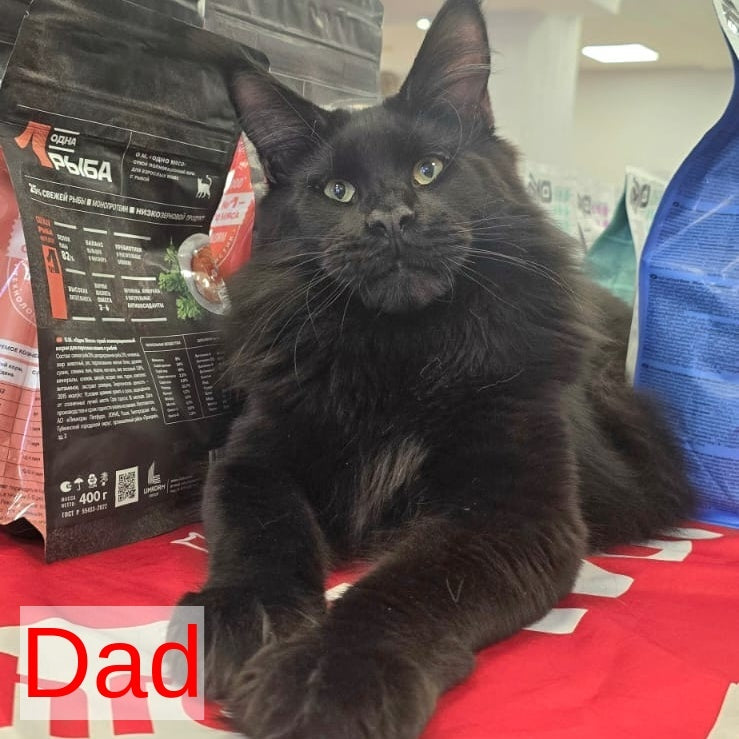 Elvin Maine Coon male, red