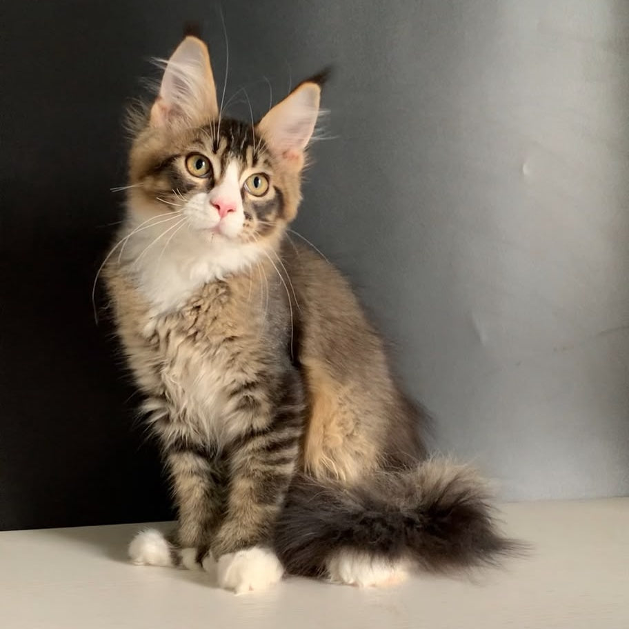 Onyx Maine Coon polydactyl 6x6x6x6 male, black ticked tabby with white