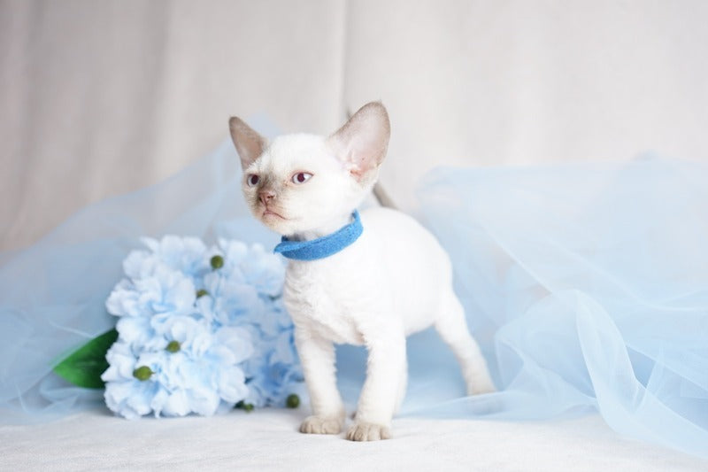 Oskar Devon Rex male, cinnamon pointed