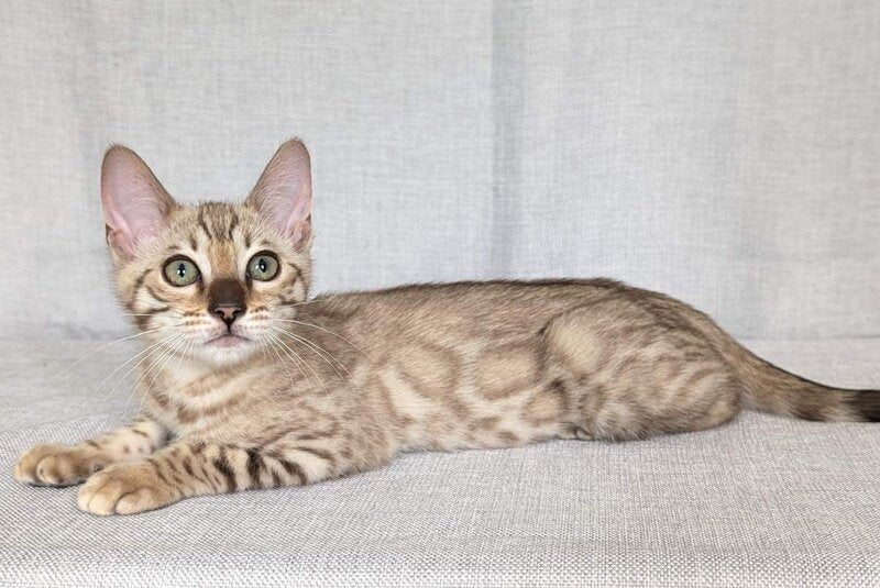 Yuki Bengal female black spotted tabby pointed - live animals