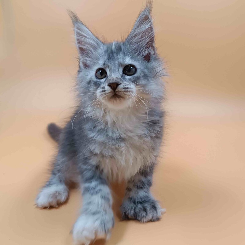 Juliana Maine Coon polydactyl 6x6x6x6 female, black tortie silver