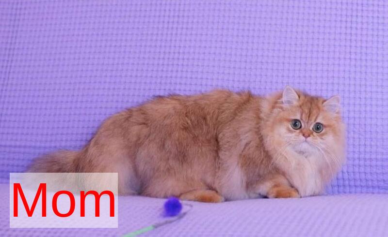 Billi British Longhair male chocolate golden ticked tabby - live animals