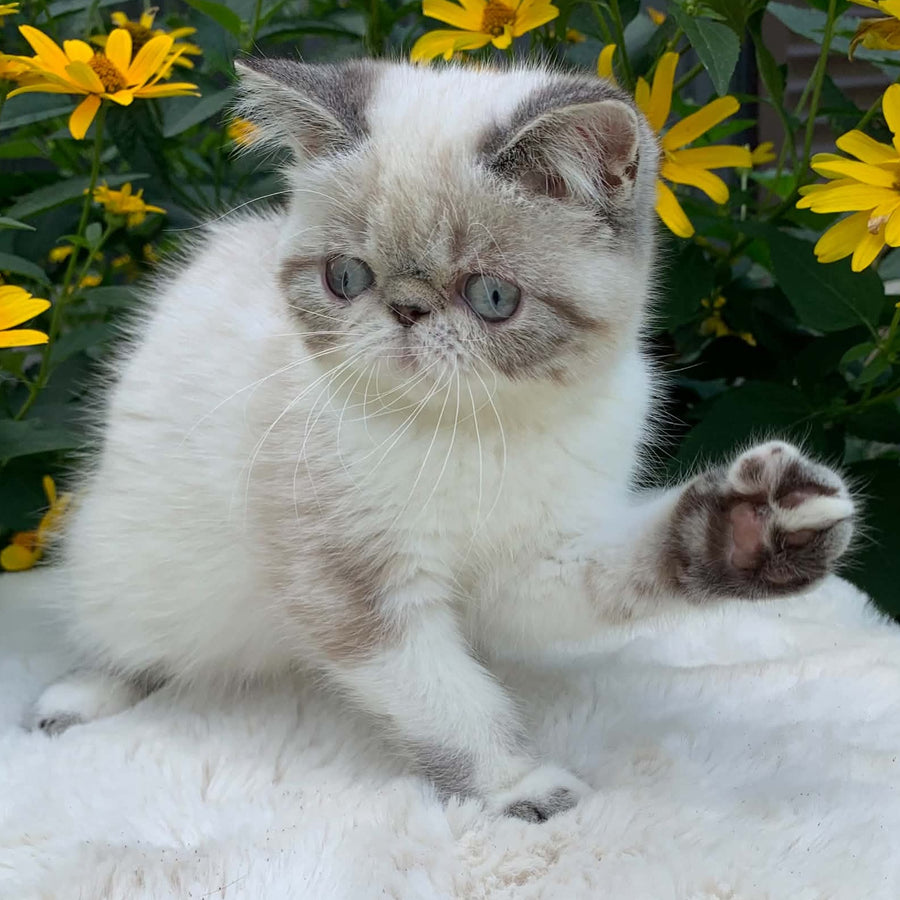 Margo Exotic female, black tabby pointed bicolour