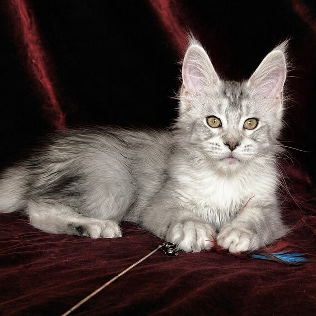 Iverson Maine Coon male, black silver ticked tabby