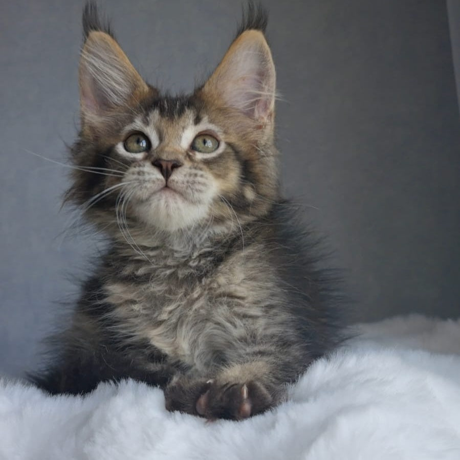 Pilar Maine Coon female, black ticked tabby