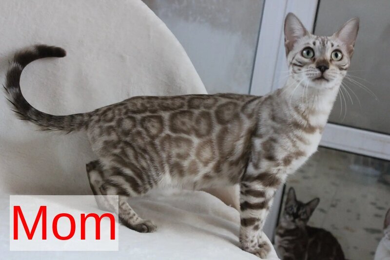 Tulip Bengal male black spotted tabby - live animals