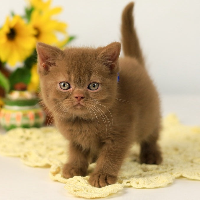 Leo British Shorthair male, cinnamon