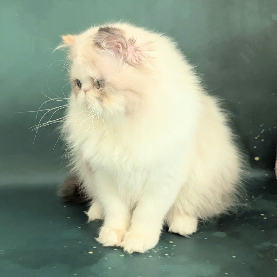 Nelli Persian female, blue tortie pointed bicolour