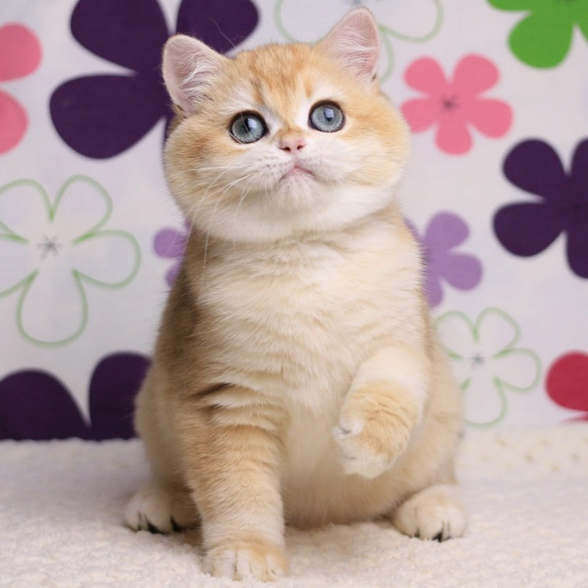 Percy British Shorthair male, black golden chinchilla