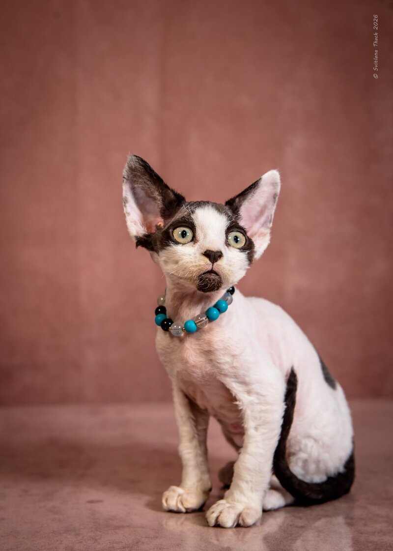 Luke Devon Rex male, black harlequin