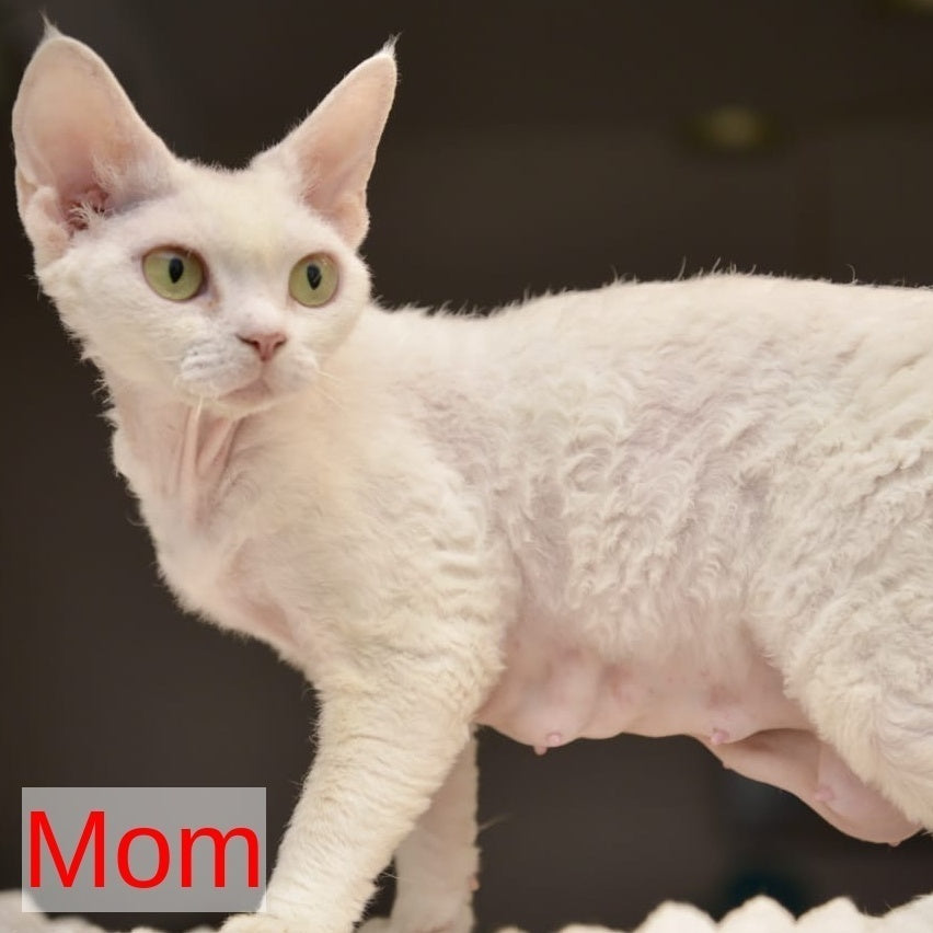 Snow Devon Rex female, white