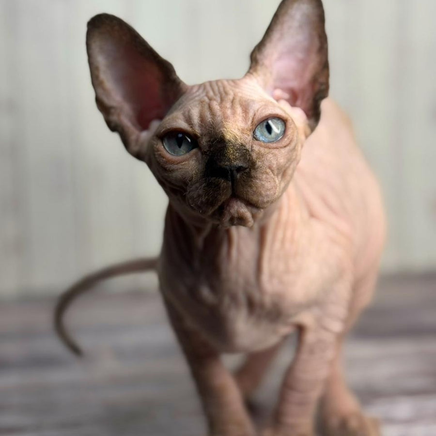 Alice Canadian Sphynx female, black tortie pointed