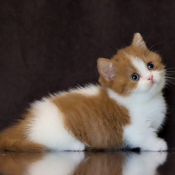 Fortune Munchkin female, cinnamon bicolour
