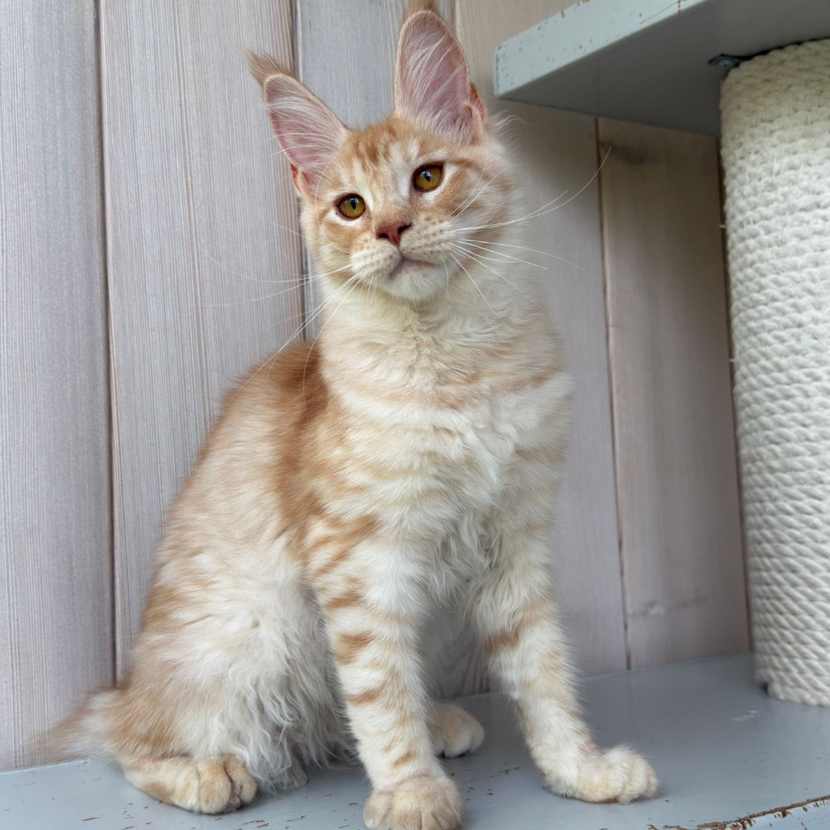 Nora Maine Coon female, red silver spotted tabby
