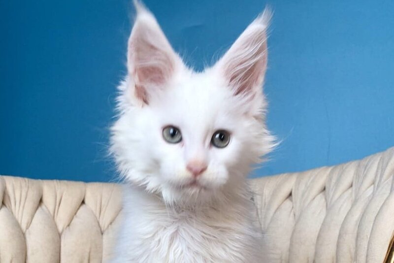 Xarvi Maine Coon male, white
