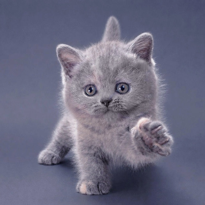 Riley British Shorthair female, blue tortie