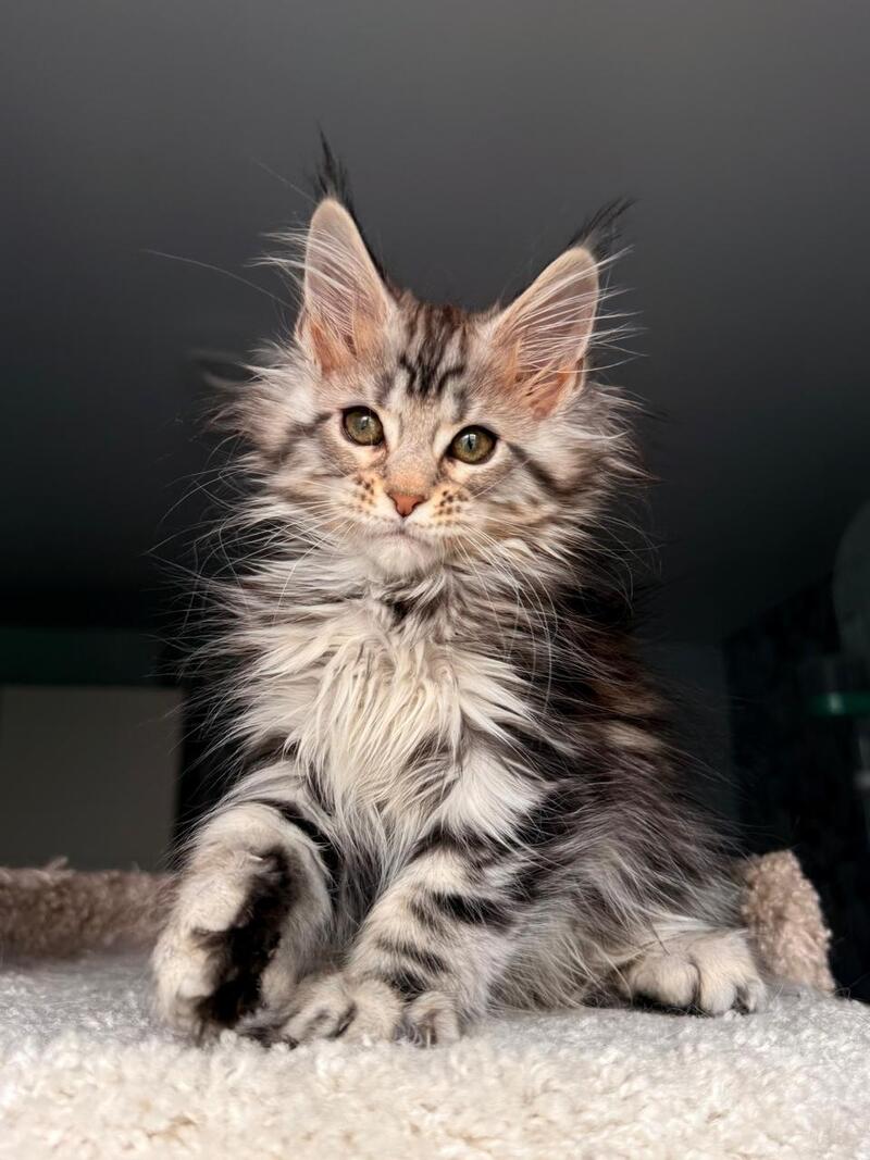 Avrora Maine Coon female black tabby - live animals