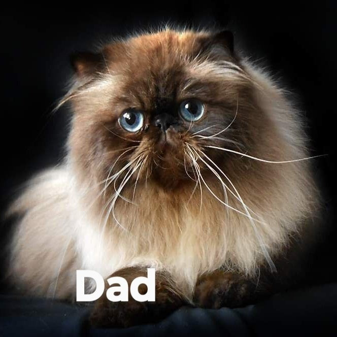 Emmi Persian female, black pointed