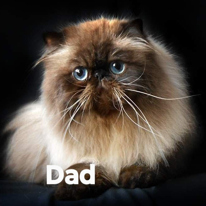 Ellie Persian female, blue pointed