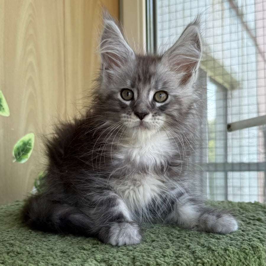 Aquatol Maine Coon male, black silver tabby
