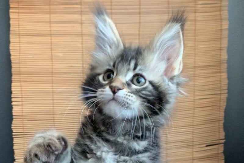 Itaka Maine Coon female black tabby live animals