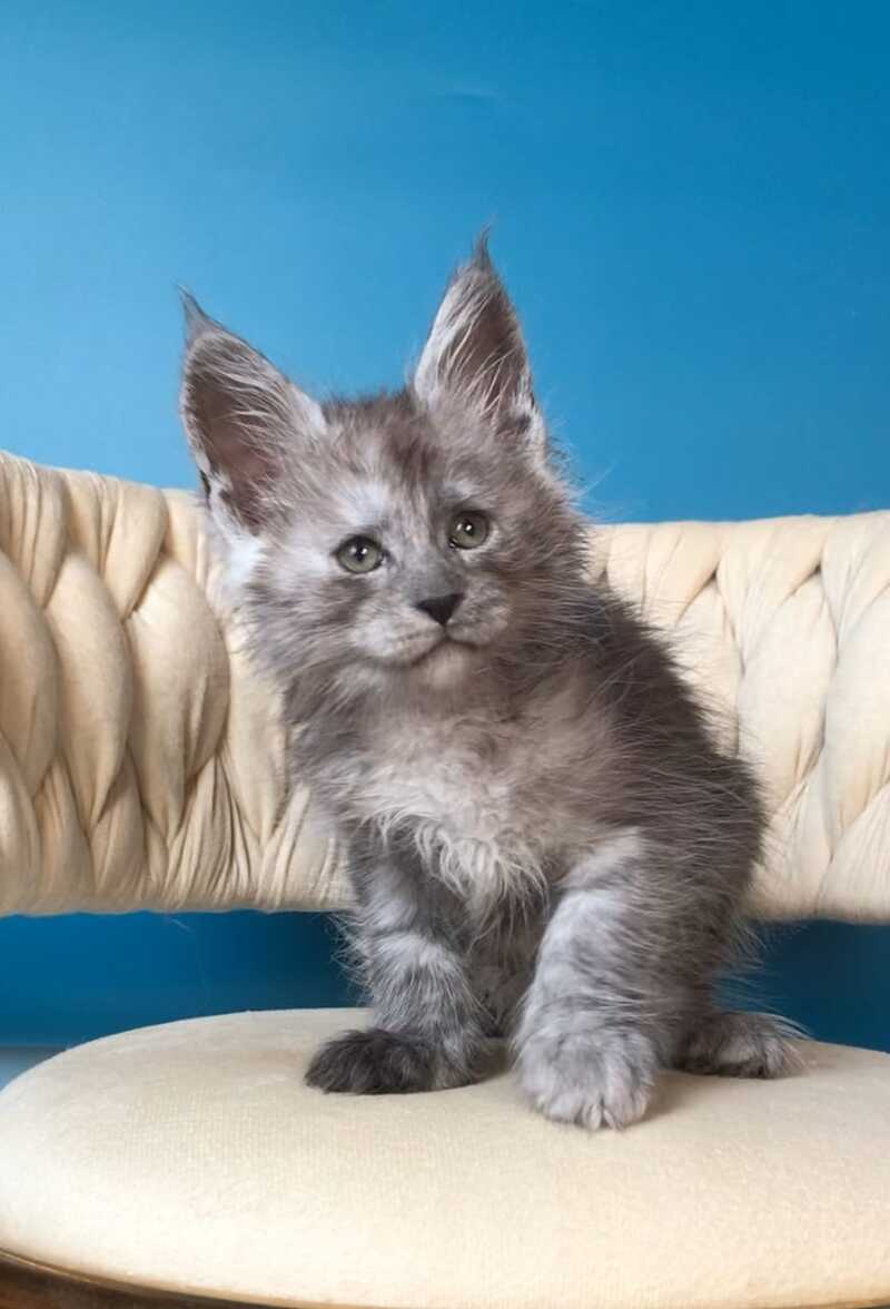 Yaron Maine Coon male black silver - live animals