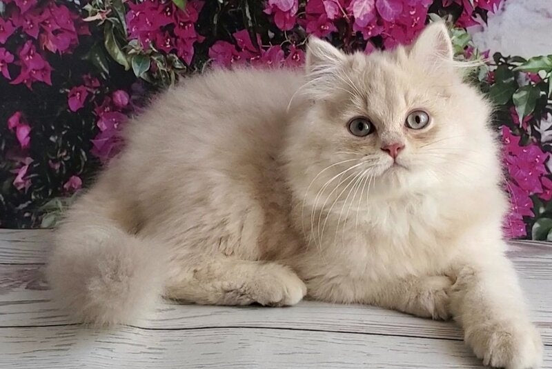 Plush British Longhair male blue golden chinchilla - live animals