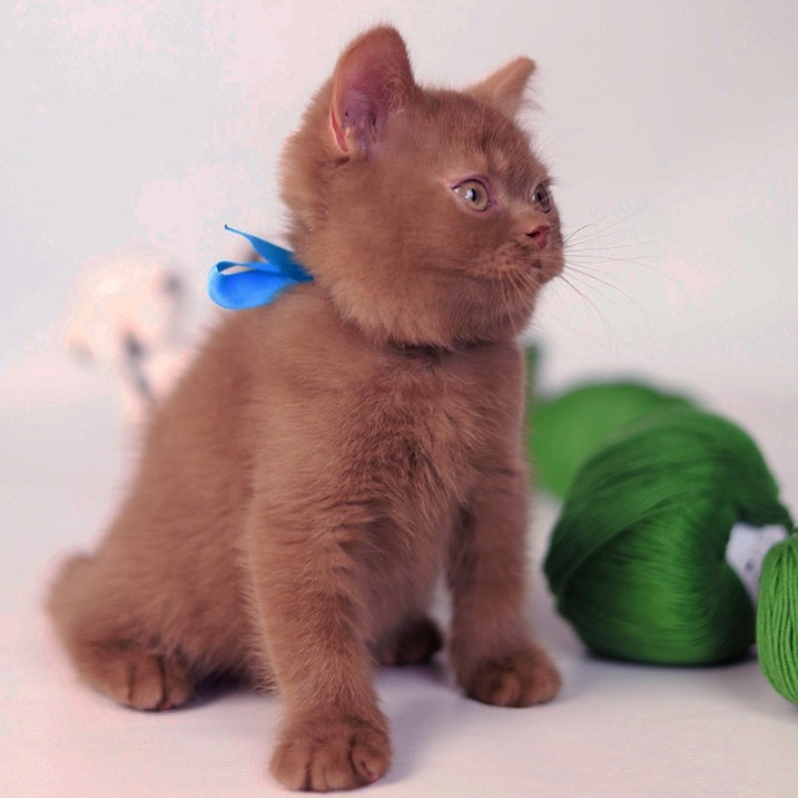 Lord British Shorthair male, cinnamon