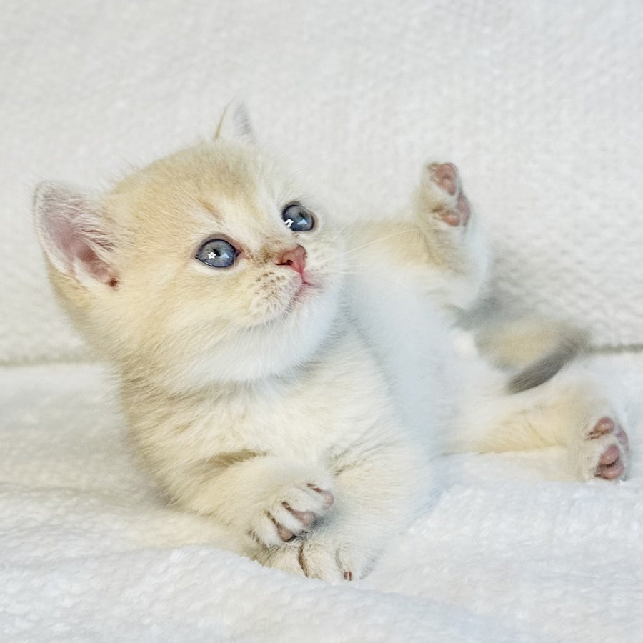 Galaxy Star British Shorthair male, lilac golden shaded