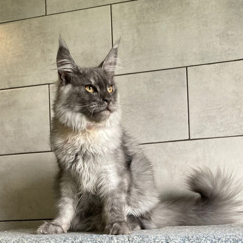 Quart Punch Maine Coon male, blue silver