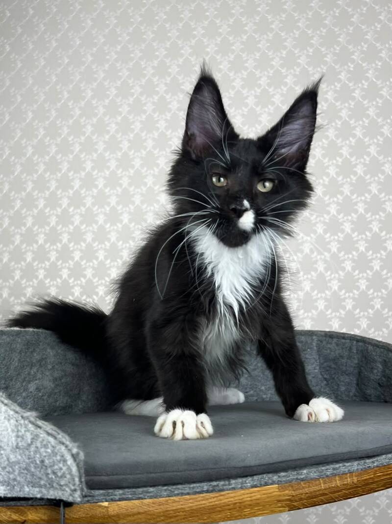 Oscar Maine Coon male, black bicolour