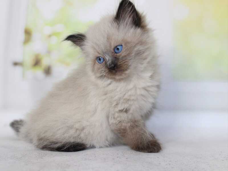 Nils Siberian male black pointed - live animals