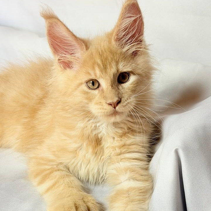 Lazarus Maine Coon polydactyl 6x6x6x6 male, cream silver tabby