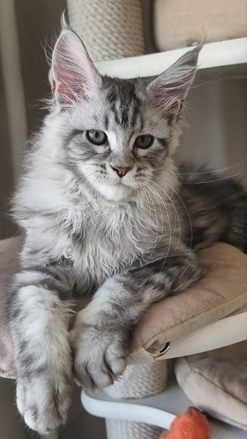 Dafna Maine Coon female black silver tabby - live animals