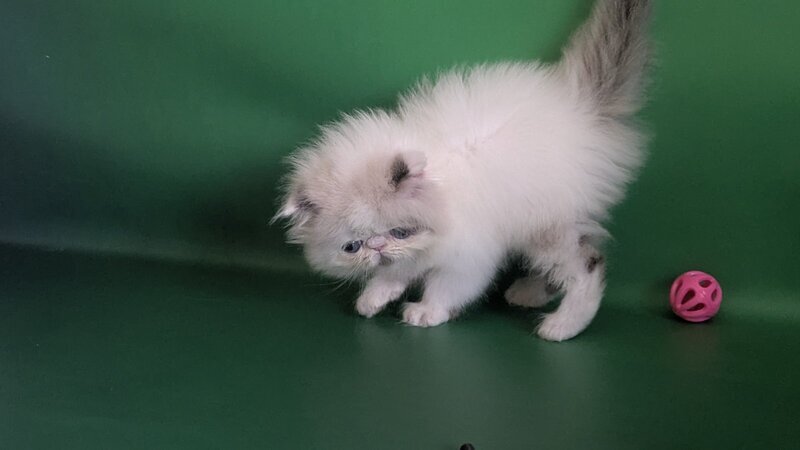 Nemо Persian male, cream pointed bicolour