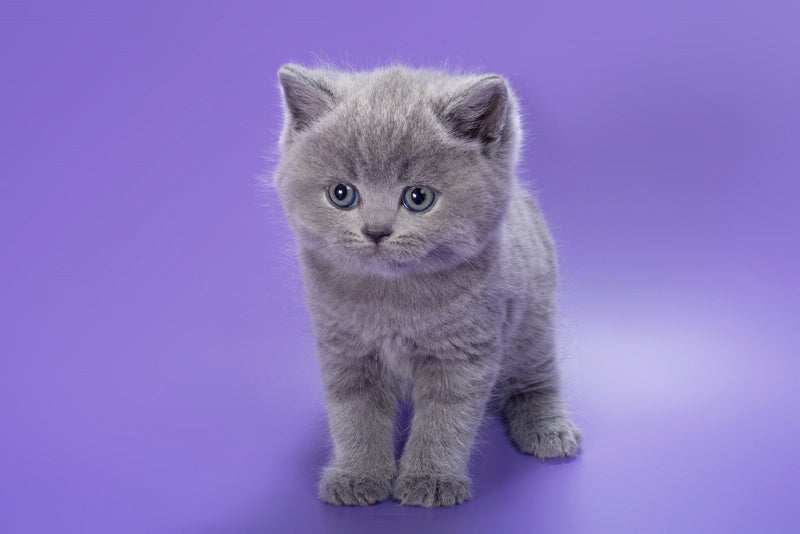 Pascal British Shorthair male, blue