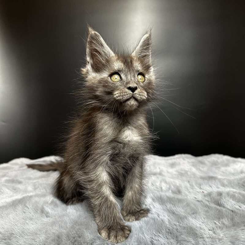 Benjamin Maine Coon male black silver - live animals