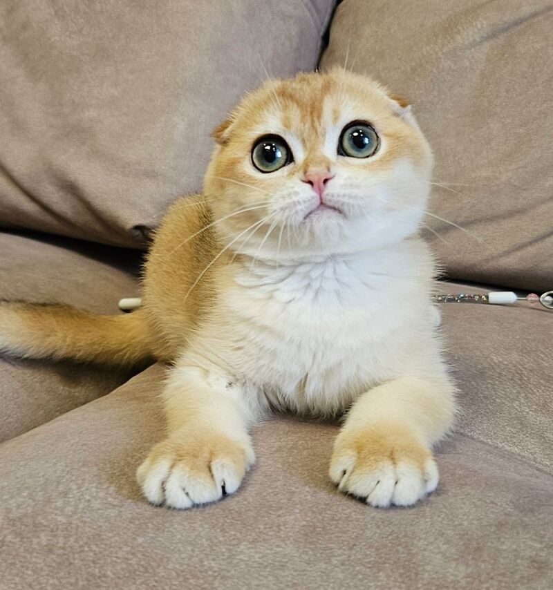Freya Scottish Fold female black golden shaded - live animals