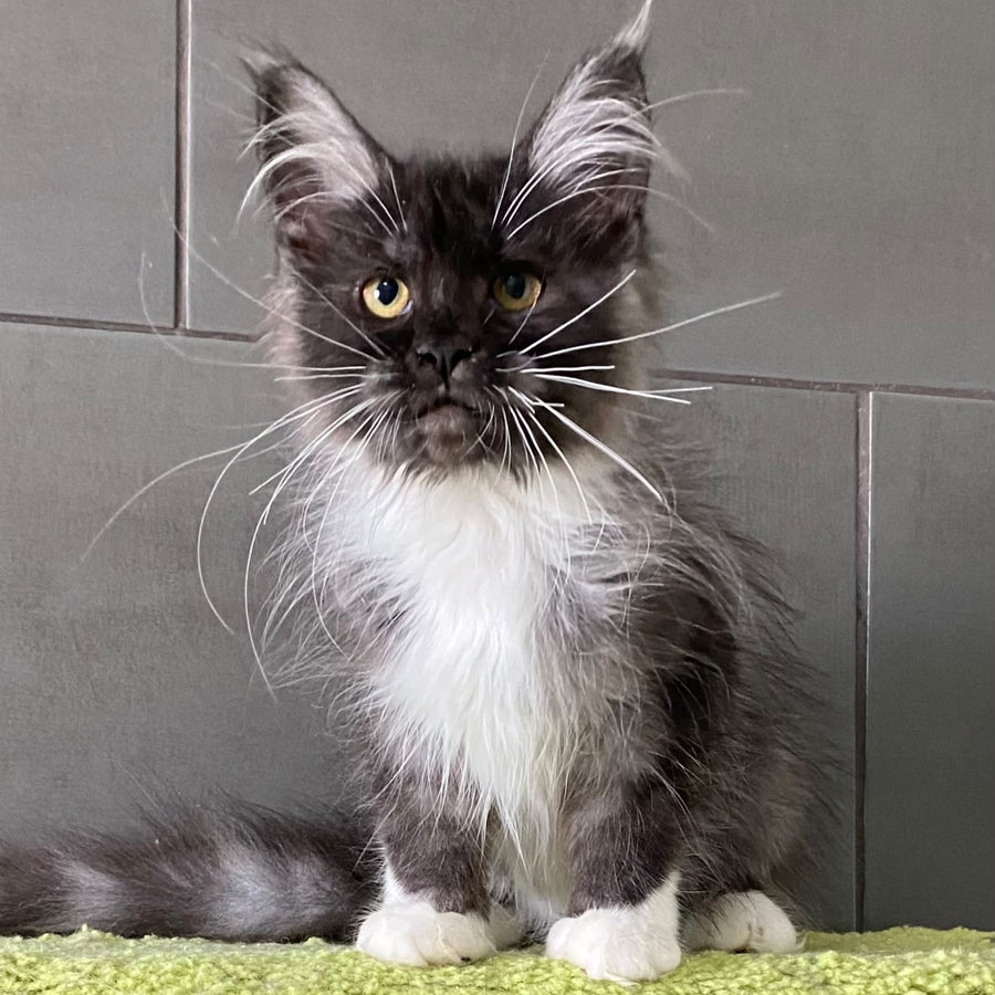 Alushta Maine Coon female, black silver bicolour