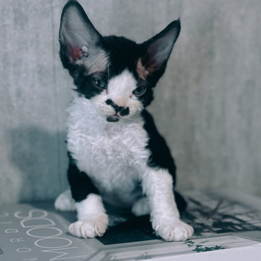 Max Devon Rex male, black bicolour