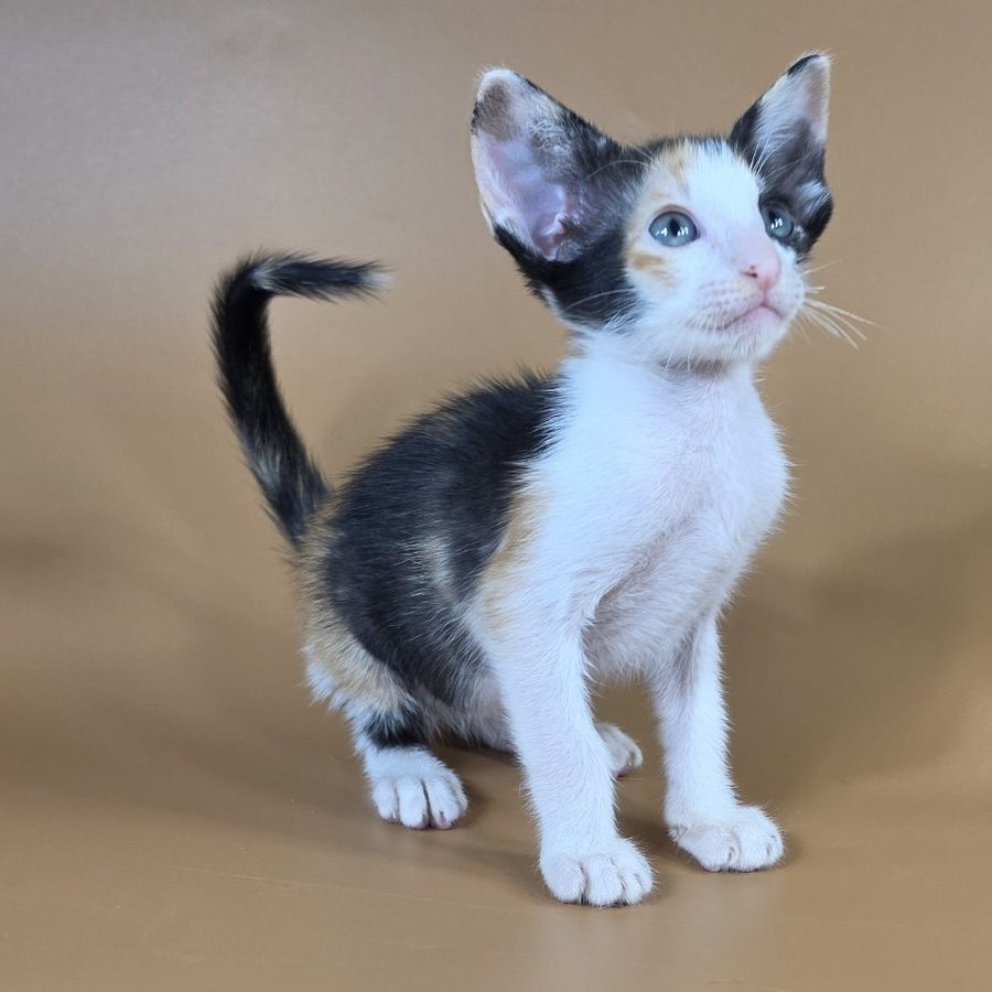 Dessert Rose Oriental Shorthair female, black tortie bicolour