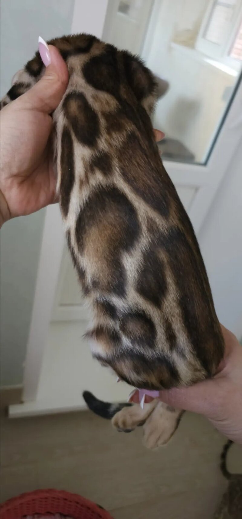 Тamerlan Bengal male black spotted tabby - live animals